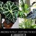 Alocasia Amazonica Vs Polly: What Is The Difference? Everything You Need To Know