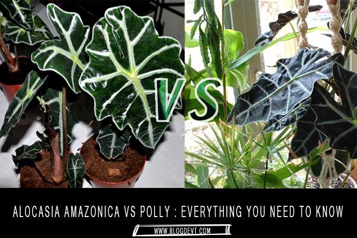 Alocasia Amazonica Vs Polly: What Is The Difference? Everything You Need To Know