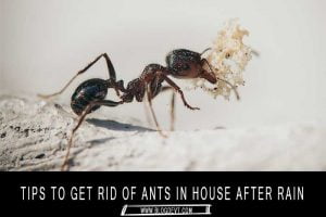 Ants-in-House-After-Rain