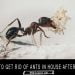 Ants-in-House-After-Rain