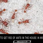 Ants-in-the-House-in-Winter