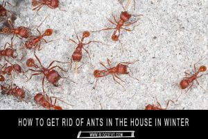 Ants-in-the-House-in-Winter
