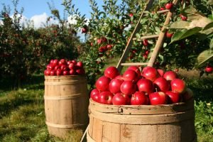 Fruit-Trees-In-Virginiaapple