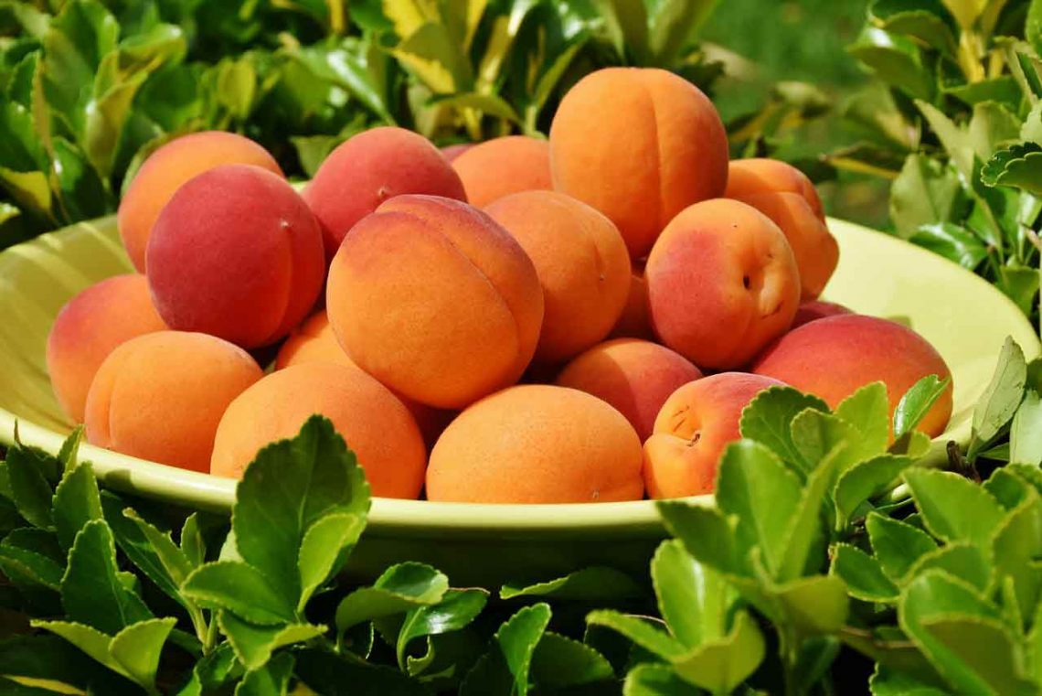How To Grow Fruit Trees In Virginia A Complete Guide