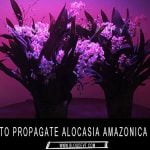 alocasia-amazonica-bulbs