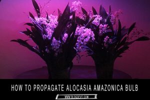 alocasia-amazonica-bulbs