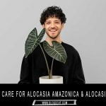 alocasia-amazonica-polly
