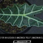 alocasia-amazonica-polly