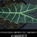 alocasia-amazonica-polly