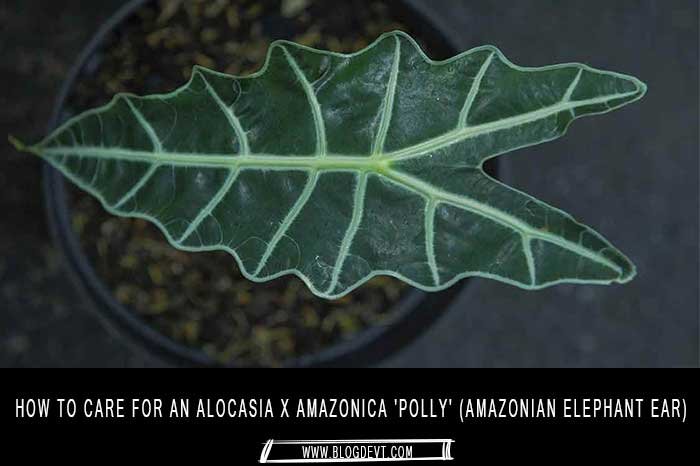 How to care for an Alocasia x amazonica ‘Polly’ (Amazonian Elephant Ear)
