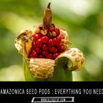 alocasia amazonica seed pod