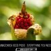 alocasia amazonica seed pod