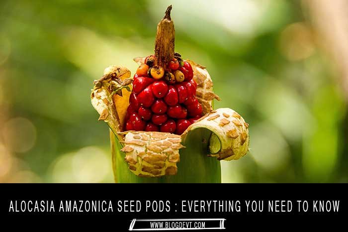 Alocasia amazonica Seed Pods : Everything You Need To Know