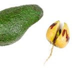 Avocado-Roots