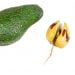 Avocado-Roots