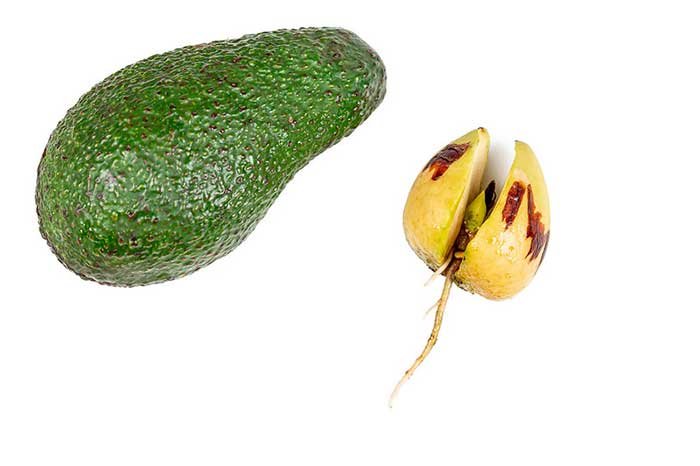 The Truth About Avocado Roots – Everything You Need To Know