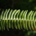 Fishtail-Fern