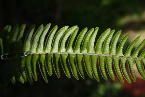 Fishtail-Fern