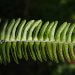 Fishtail-Fern