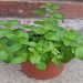 How to Grow Mint Indoors (The Right Way)