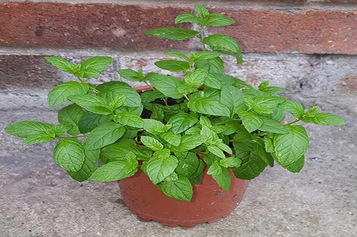 How to Grow Mint Indoors (The Right Way)