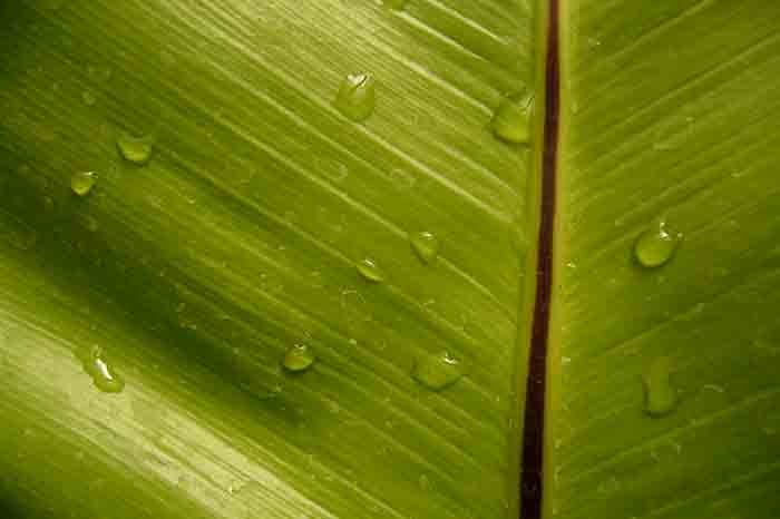 Pothos-Leaves-Turning-Black