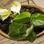 Pothos-Leaves-Turning-Black-blogdevt