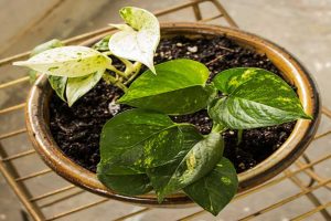 Pothos-Leaves-Turning-Black-blogdevt