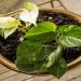 Pothos-Leaves-Turning-Black-blogdevt