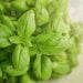 mint leaves turning yellow