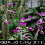 Dendrobium Phalaenopsis