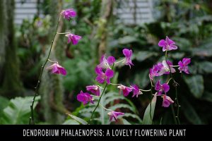 Dendrobium Phalaenopsis