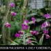 Dendrobium Phalaenopsis