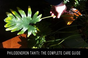 Philodendron Tahiti: The Complete Care Guide