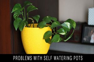 Problems With Self Watering Pots