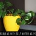 Problems With Self Watering Pots