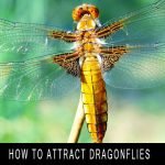how to attract dragonflies