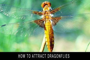 how to attract dragonflies