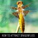 how to attract dragonflies