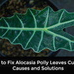Alocasia Polly Leaves Curling