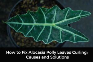 Alocasia Polly Leaves Curling