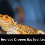 Can Bearded Dragons Eat Beet Leaves