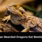 Can Bearded Dragons Eat Beetles