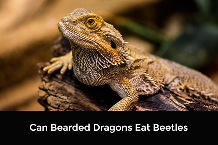 Can Bearded Dragons Eat Beetles