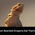 Can Bearded Dragons Eat Thyme