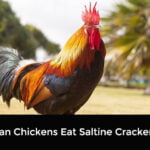 Can Chickens Eat Saltine Crackers
