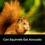 Can Squirrels Eat Avocado