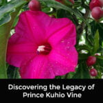 Prince Kuhio Vine