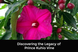 Prince Kuhio Vine