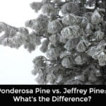 Ponderosa Pine vs Jeffrey Pine